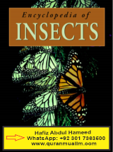 What is the comprehensive Encyclopedia of Insects ? comprehensive auto, fully comprehensive, comprehensive general liability, comprehensive dictionary