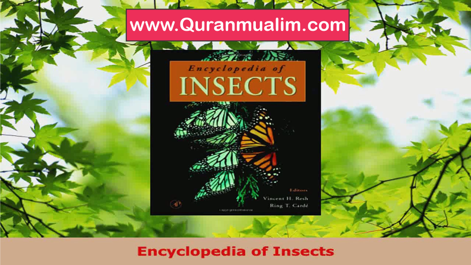 What is the comprehensive Encyclopedia of Insects ? comprehensive auto, fully comprehensive, comprehensive general liability, comprehensive dictionary