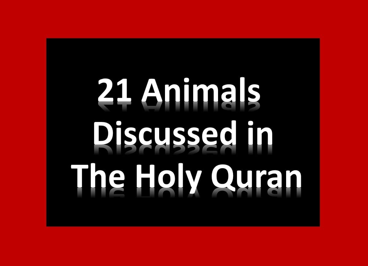 Which Animals are mentioned in the Holy Quran? - Quran Mualim