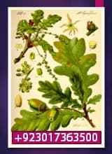 Forest Biology | Encyclopedia of Forest Sciences, scientific forestry, wake forest university health sciences, resolute forest products,