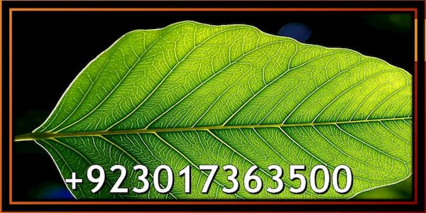 Forest Biology | Encyclopedia of Forest Sciences