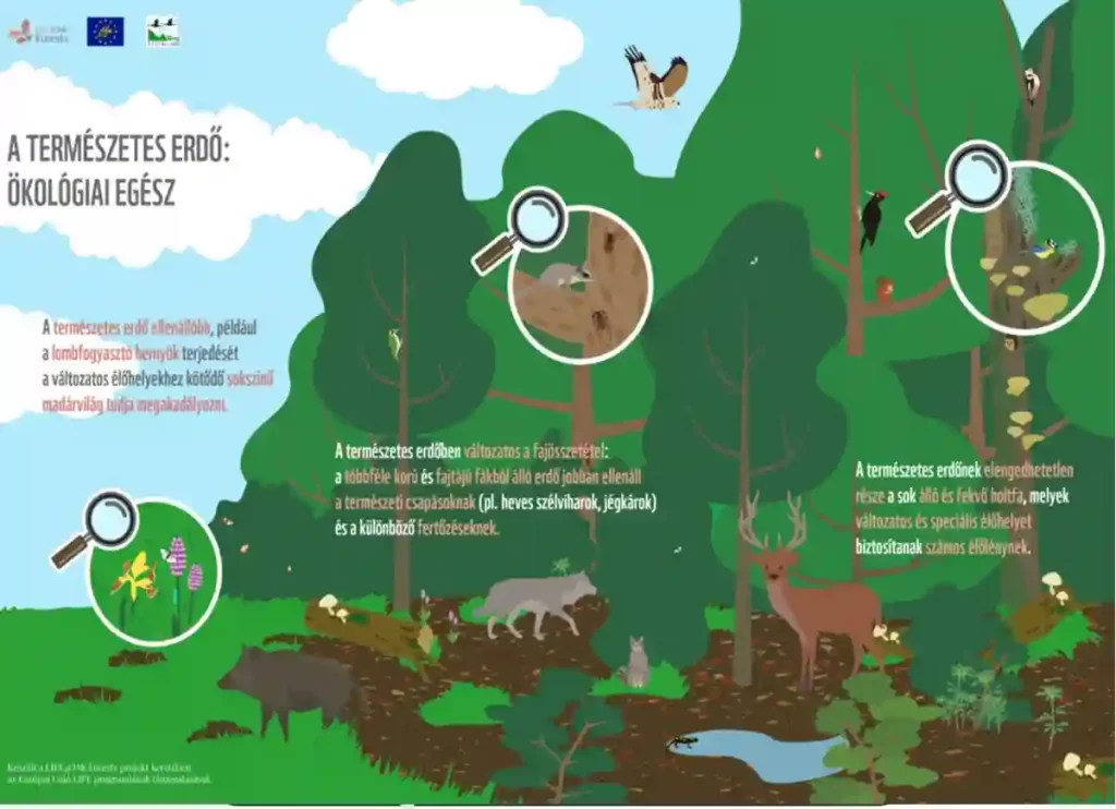 Forest Ecology, Forest Ecology PDF, tropical rainforest ecosystem, forest ecosystem pdf, types of forest ecosystem. forest ecology and management impact factor, tropical forest ecosystem, tree ecosystem, about forest ecosystem, temperate ecosystem, forest ecosystem for kids, forest ecology management