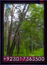 Forest Ecology and Management PDF Free Download, Forest Ecology, Forest Ecology PDF, tree ecosystem, tropical forest ecosystem