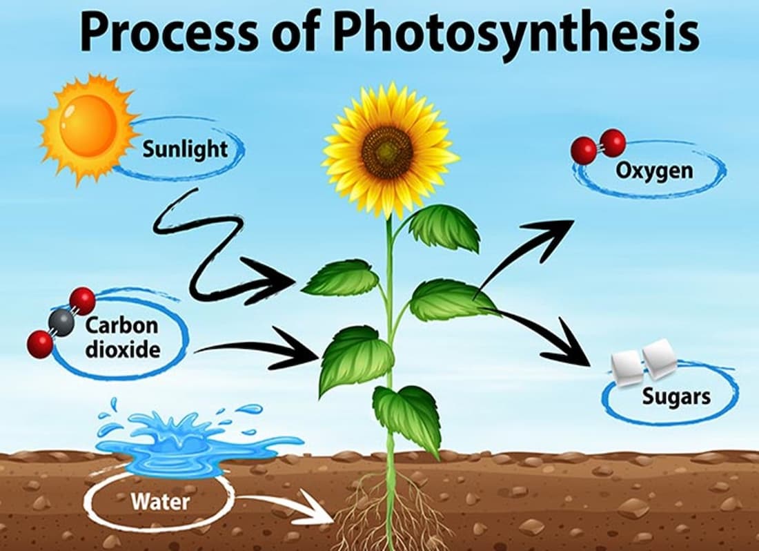 plants use photosynthesis to, detailed photosynthesis process, what is photosynthesis?, photosynthesis water, photosynthetic, photosynthesis description, reduction in photosynthesis, how is oxygen produced during photosynthesis, simple photosynthesis, about photosynthesis