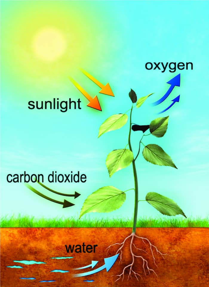 definition of soil, soil profile definition, soil, soil means, soil mean, soil meaning, definition of soil soil verb, definition of soiled, what does soiled mean, soiling meaning, defined soil, soiled definition define soil, soiling definition, soil in english, what is soil? the soil, soils