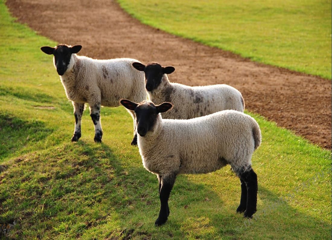 Baa Baa Black Sheep | Nursery Rhyme PDF Download - Quran Mualim