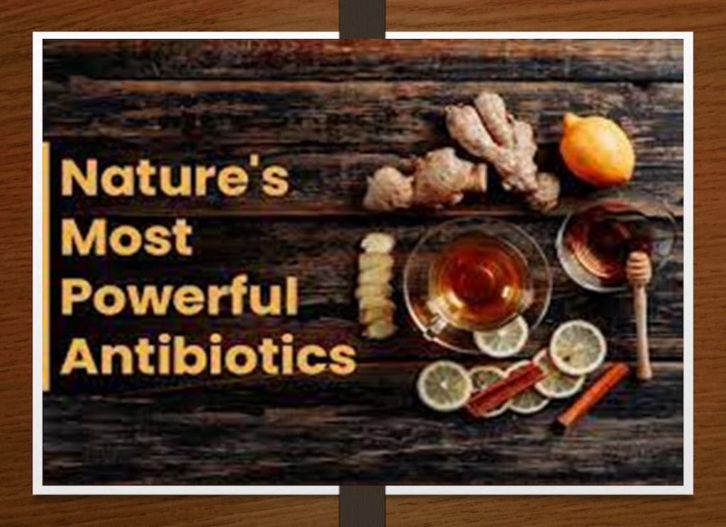 what is a good natural antibiotic, home remedy antibiotic, antimicrobial herb, antibiotic herbs, buhner herbs, substitute for penicillin, doxycycline natural alternative, amazon antibiotics, herbal antibiotics book, alternatives for penicillin