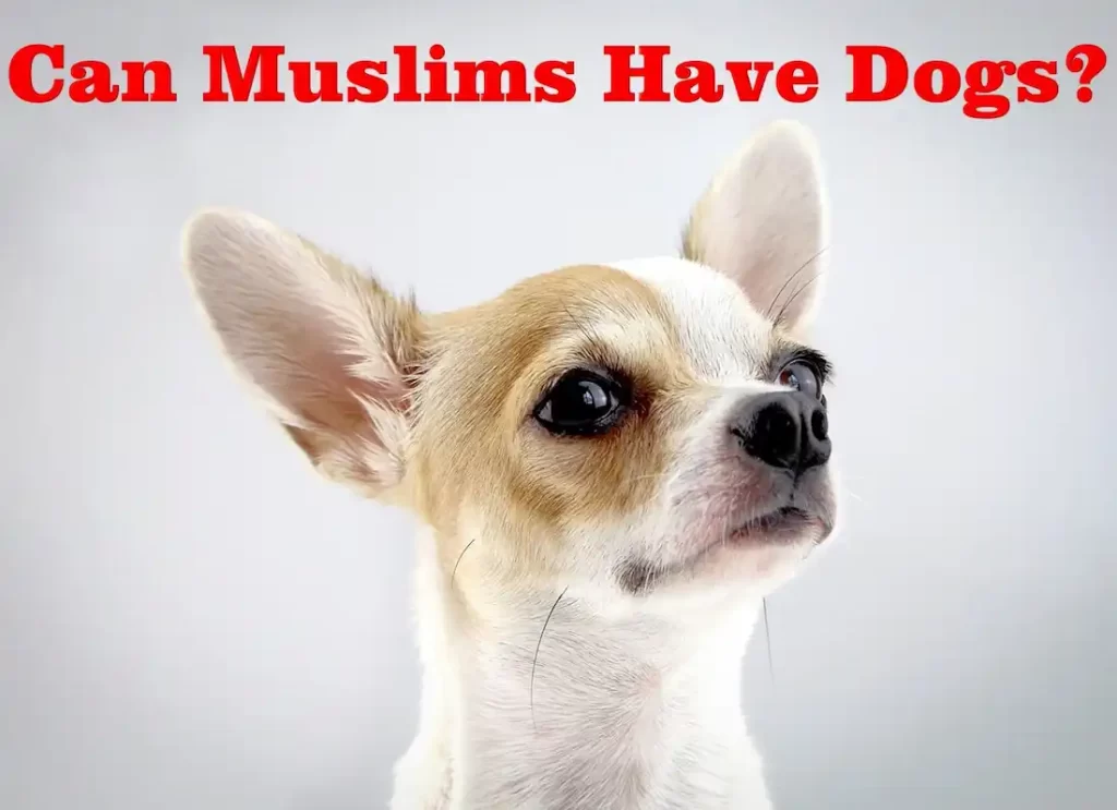 haram dog ,is it haram to have a dog , is it haram to keep a dog ,is owning a dog haram ,islam and dogs in house,dog haram,is having a dog haram ,is having a pet dog haram  ,what pets can muslim have 