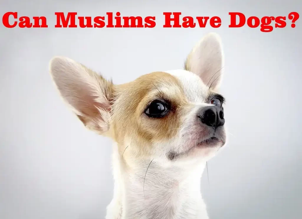 are dogs considered as haram in islam