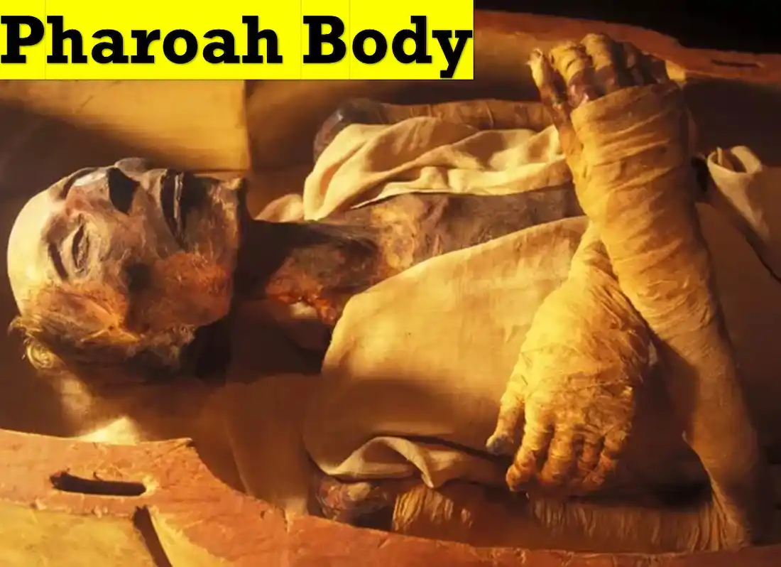 ramses ii body found ,firon body ,firon body in egypt museum ,pharaoh body found in red sea wiki ,ramses ii body,firon mummy history ,ramesses ii body,did ramses ii die in the red sea ,egypt dead body