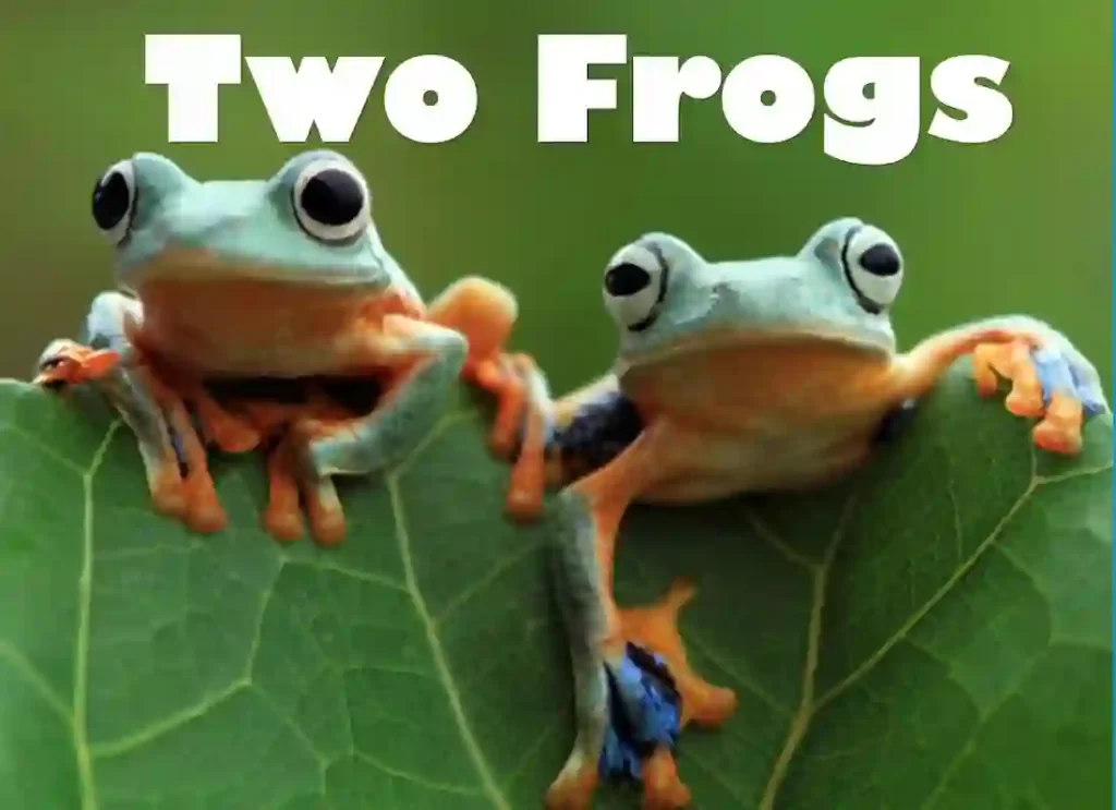 two frogs,two frogs hugging ,two frogs ardmore ok ,two frogs ardmore oklahoma,two frogs grill ,wo frogs menu , why are frogs said to have two lives ,two frogs ardmore ,why do frogs have two lives ,the two frogs ,two headed frog , two frogs in love ,two frogs on a lily pad ,two frogs brewery ,frog walking on two legs two frogs kissing ,two lazy frogs