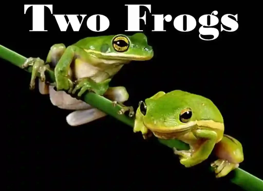 two frogs,two frogs hugging ,two frogs ardmore ok ,two frogs ardmore oklahoma,two frogs grill ,wo frogs menu , why are frogs said to have two lives ,two frogs ardmore ,why do frogs have two lives ,the two frogs ,two headed frog , two frogs in love ,two frogs on a lily pad ,two frogs brewery ,frog walking on two legs two frogs kissing ,two lazy frogs