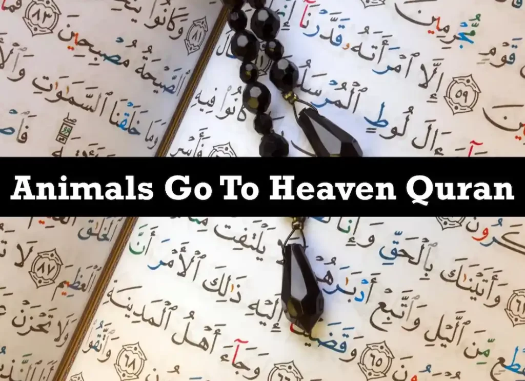 Animals Go To Heaven Quran - QuranMualim - Quran Mualim
