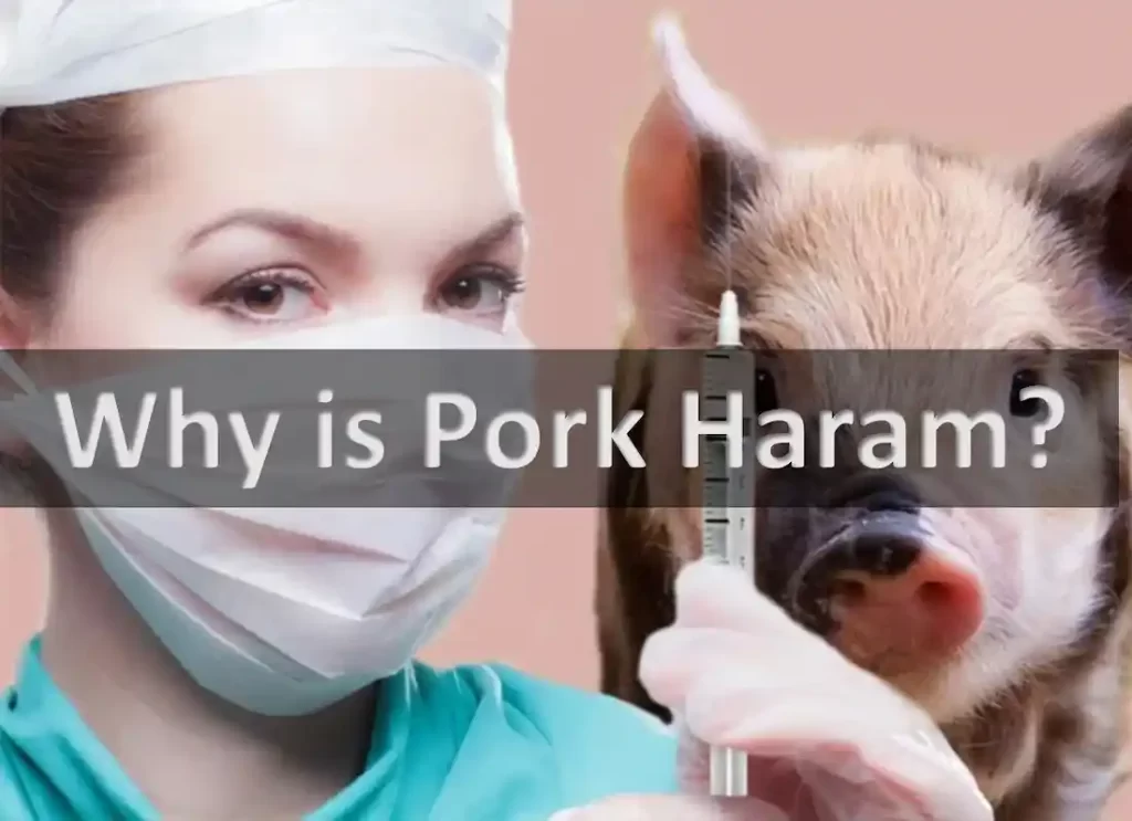  why is pork forbidden in islam, haram pork, pork is haram, is pork haram, which religion doesn t eat pork, islam pigs,  what religion doesnt eat pork, who can t eat pork, pork meaning, islam food, human pork, things that contain pork