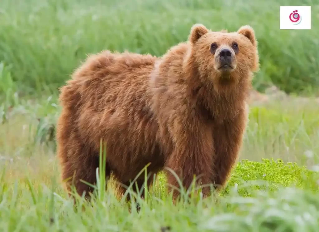 animal bear,bears animals,bears the animal,animal bears,bear anima,bear characteristics ,bear details ,bears are mammals ,is a bear a mammal ,about bear ,about bears facts ,all about bears,are bears mammals , bear information ,facts on bears,information about bears ,mammals bear,what type of animal is a bear