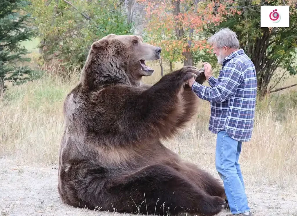 smokey the bear stuffed animal, bear in the big blue house stuffed animal, bear the animal, spirit animal the bear, bears the animal, are polar bears the most dangerous animal, are bears the strongest animals, are polar bears the only animal that hunts humans