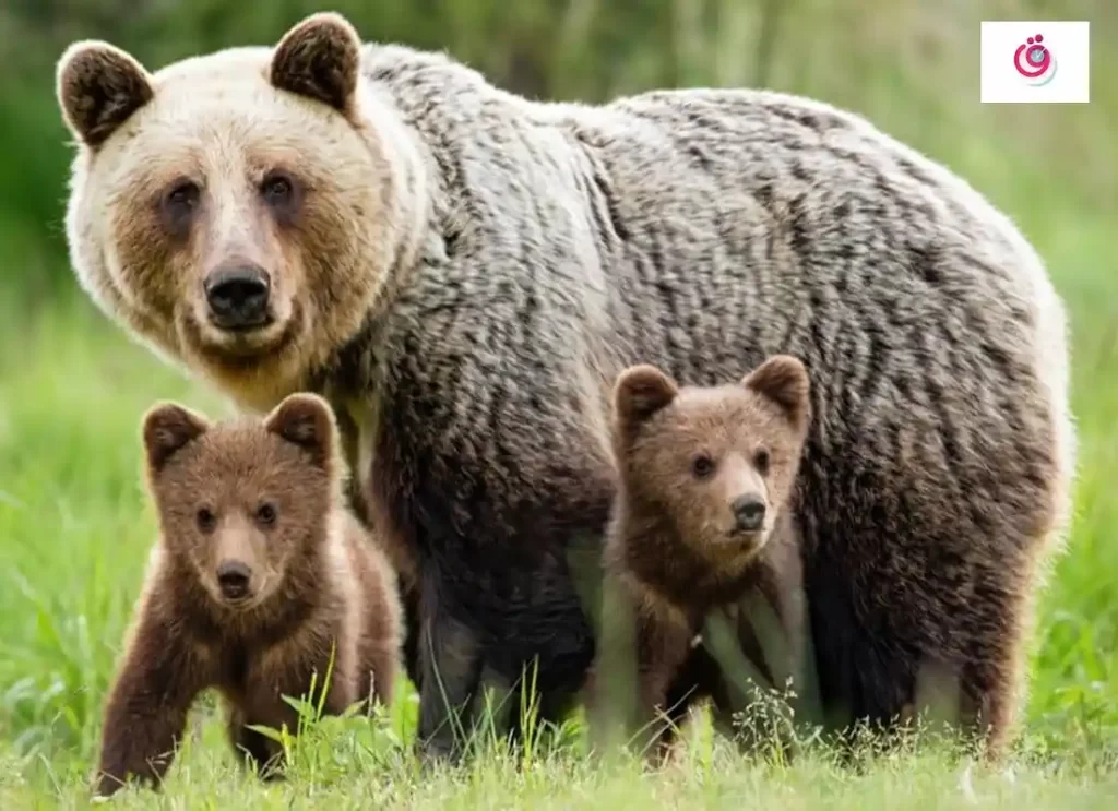 smokey the bear stuffed animal, bear in the big blue house stuffed animal, bear the animal, spirit animal the bear, bears the animal, are polar bears the most dangerous animal, are bears the strongest animals, are polar bears the only animal that hunts humans