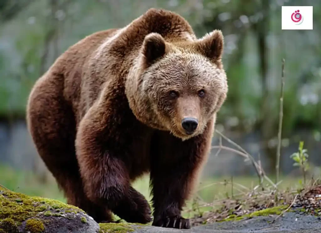 animal bear,bears animals,bears the animal,animal bears,bear anima,bear characteristics ,bear details ,bears are mammals ,is a bear a mammal ,about bear ,about bears facts ,all about bears,are bears mammals , bear information ,facts on bears,information about bears ,mammals bear,what type of animal is a bear 