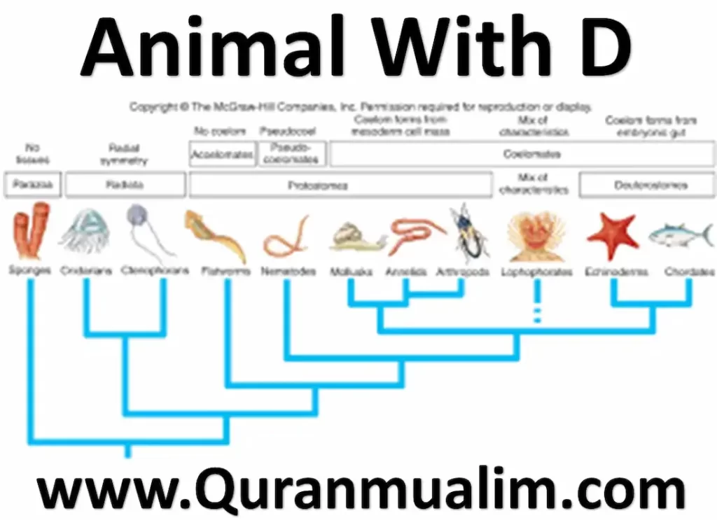 Animal With D For Children – Learn Islam - Quran Mualim