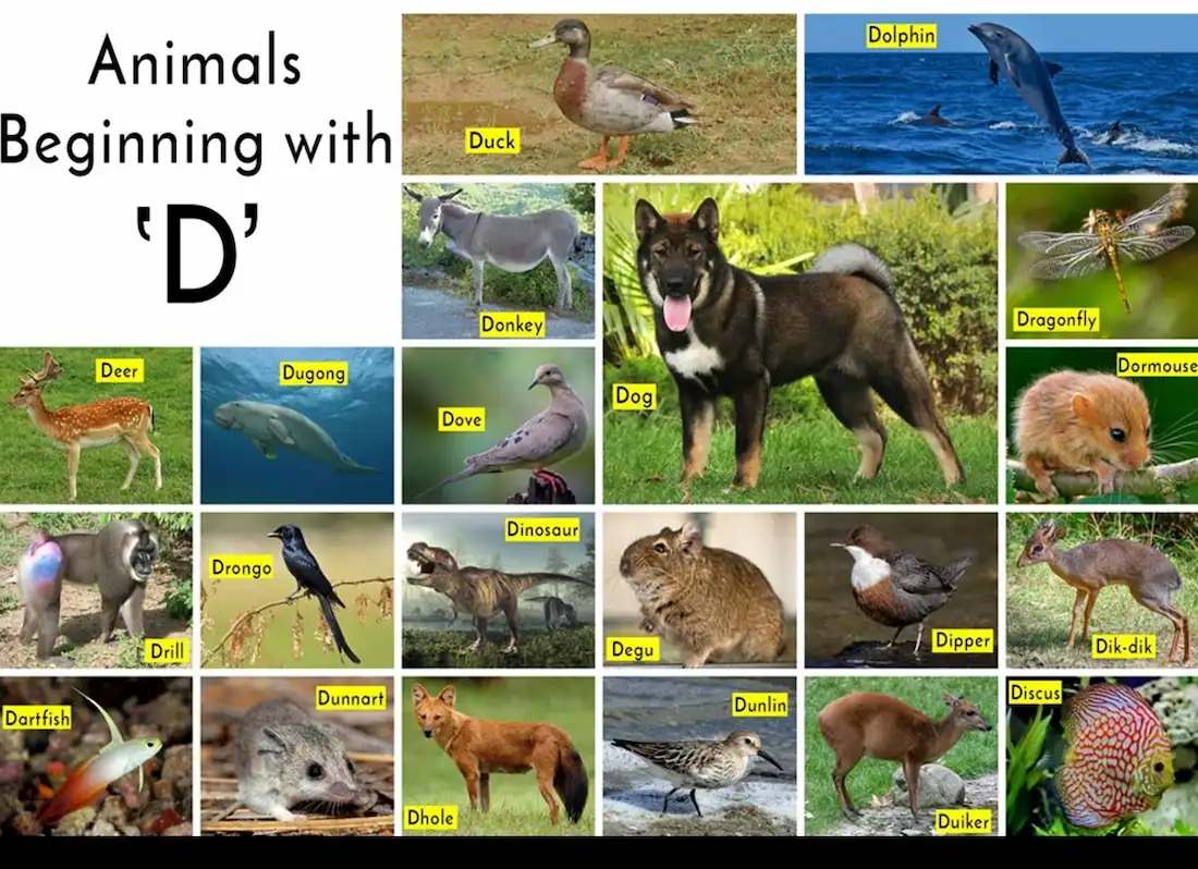 Animal With D For Children – Learn Islam - Quran Mualim Animal With D For Children – Learn Islam - Quran Mualim