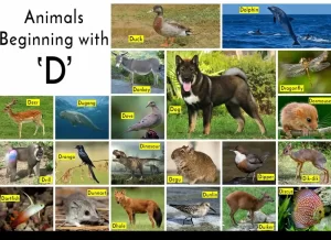 animals starting with letter d,animals starting with the letter d,animals that begin with letter d ,animals that begin with the letter d , animals that start with a d,d name animals ,what animal starts with d,an animal that starts with the letter d