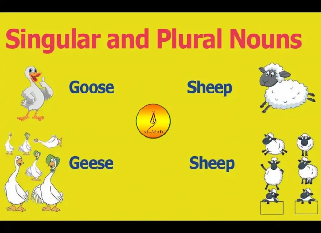 any noun singular or plural, any of the plural or singular, any singular plural, any with singular or plural any is plural or singular , any of plural or singular ,any of the singular or plural,any plus plural or singular,any plural or singular noun 