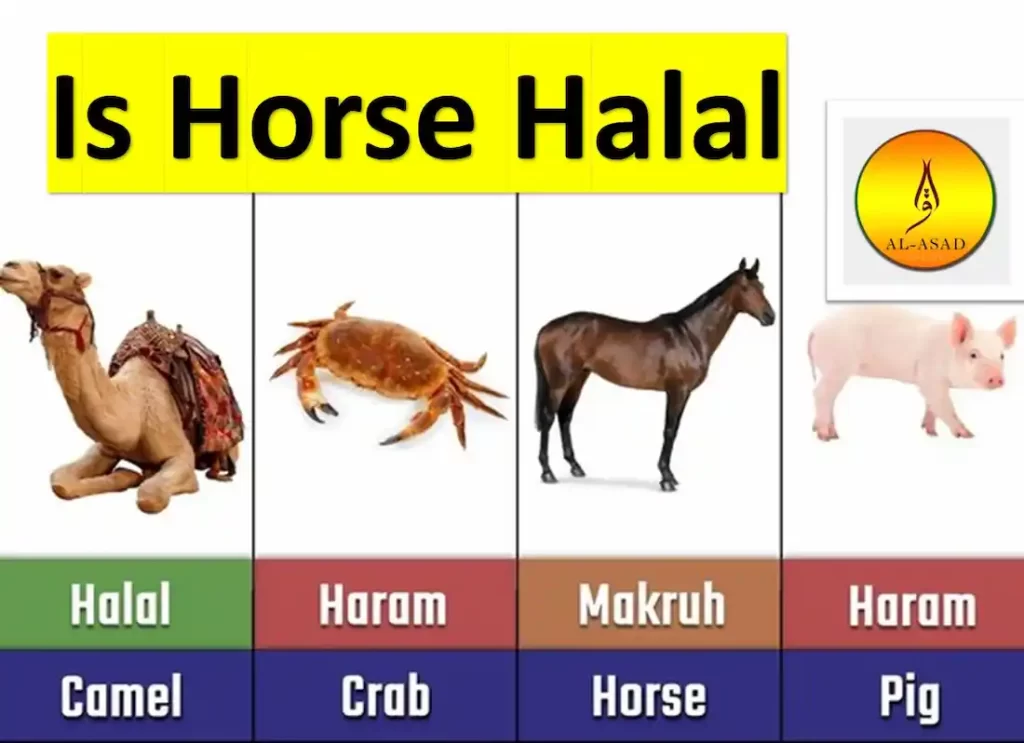 is horse meat halal,is horse halal or haram, horse is halal or haram, is horse halal hanafi,is horse meat halal, is horse halal, is horse halal or haram,is horse halal hanafi