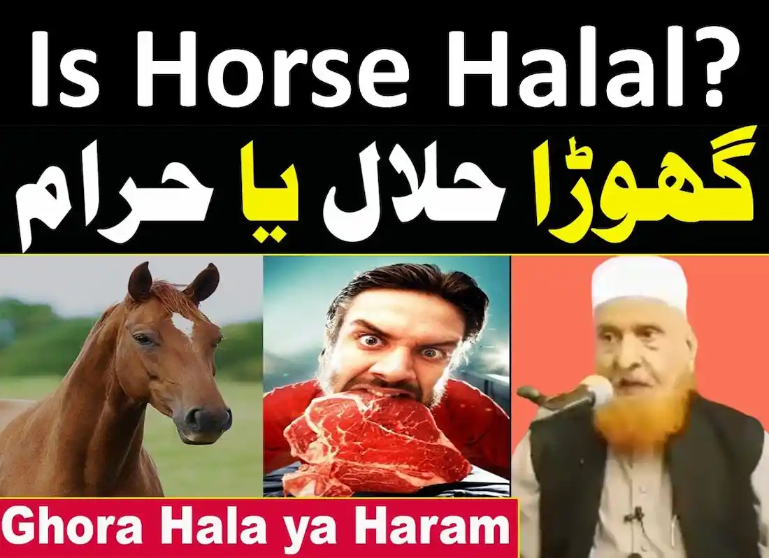 Question: Is Horse Halal? - Learn Islam - Quran Mualim
