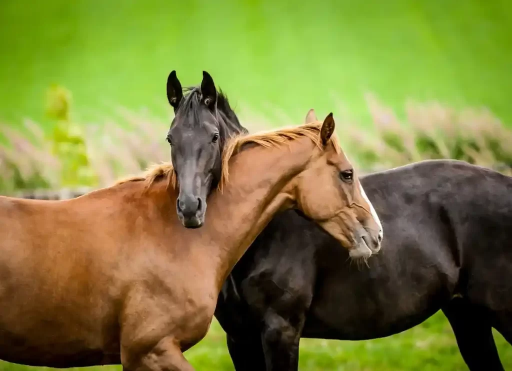 can u eat horse meat ,can you buy horse meat in the us ,can you eat a horse ,can you eat horse, can you eat horse meat in the us ,countries that eat horse ,dangers of eating horse meat, do canadians eat horse meat ,do people eat horse ,do people eat horse meat