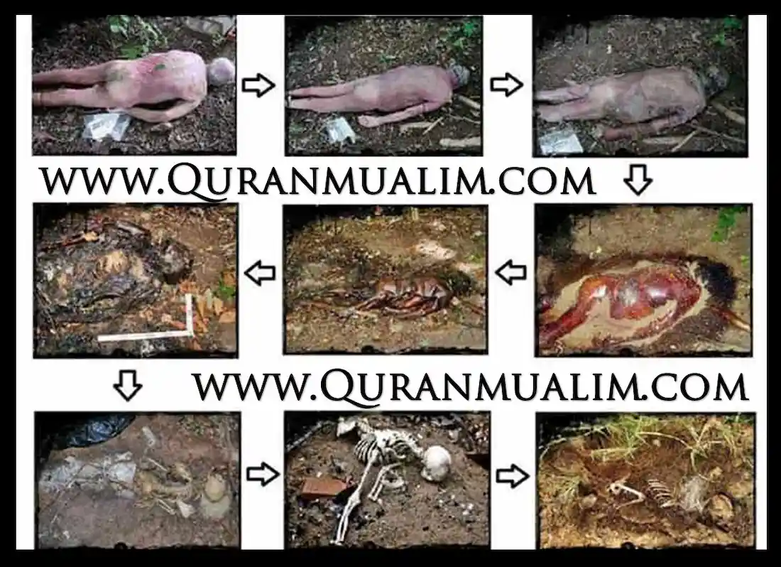 Life After Death - Stages of Body Decomposition - Quran Mualim