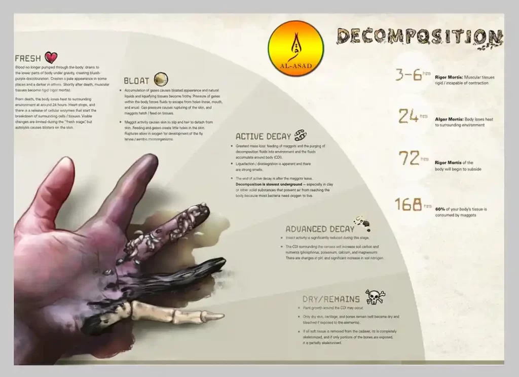 human decomposition stages ,human decomposition timeline ,stages of body decay ,stages of decomposition of human body  ,stages of human decomposition description ,4 stages of decomposition