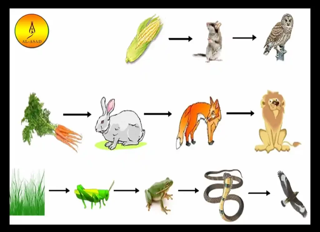 food chain in animals, animals in a food chain, top animal in the food chain, animal food chains, animals in a food chain, food chain, food chain animals, animals in a food chain, food chain , food chain animals ,animal food chain  