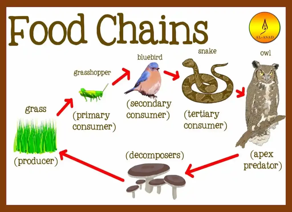Food Chain in Animals - Learn Islam - Quran Mualim