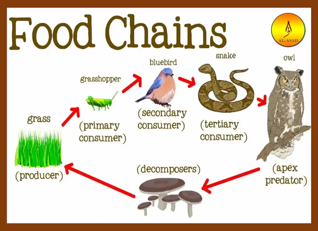 food chain in animals, animals in a food chain, top animal in the food chain, animal food chains, animals in a food chain, food chain, food chain animals, animals in a food chain, food chain , food chain animals ,animal food chain  