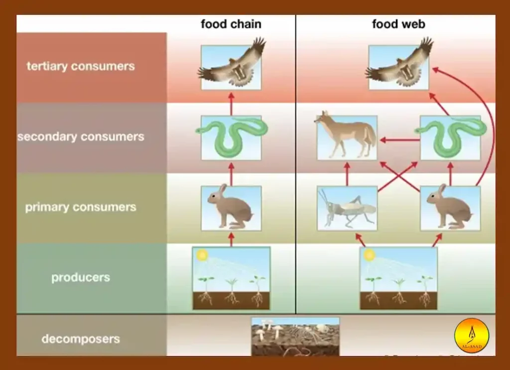 food chain in animals, animals in a food chain, top animal in the food chain, animal food chains, animals in a food chain, food chain, food chain animals, animals in a food chain, food chain , food chain animals ,animal food chain  