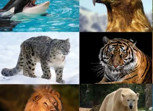 food chain in animals, animals in a food chain, top animal in the food chain, animal food chains, animals in a food chain, food chain, food chain animals, animals in a food chain, food chain , food chain animals ,animal food chain