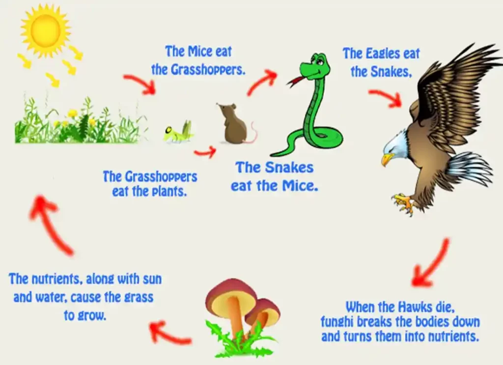 food chain in animals, animals in a food chain, top animal in the food chain, animal food chains, animals in a food chain, food chain, food chain animals, animals in a food chain, food chain , food chain animals ,animal food chain  