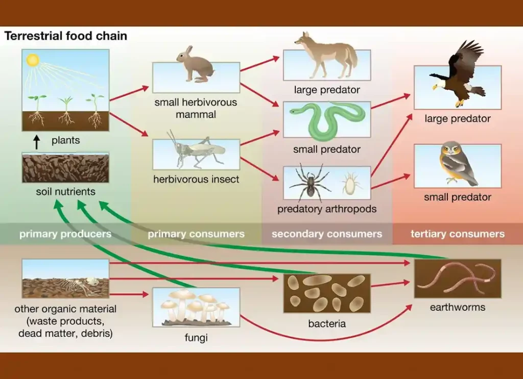 food chain in animals, animals in a food chain, top animal in the food chain, animal food chains, animals in a food chain, food chain, food chain animals, animals in a food chain, food chain , food chain animals ,animal food chain  