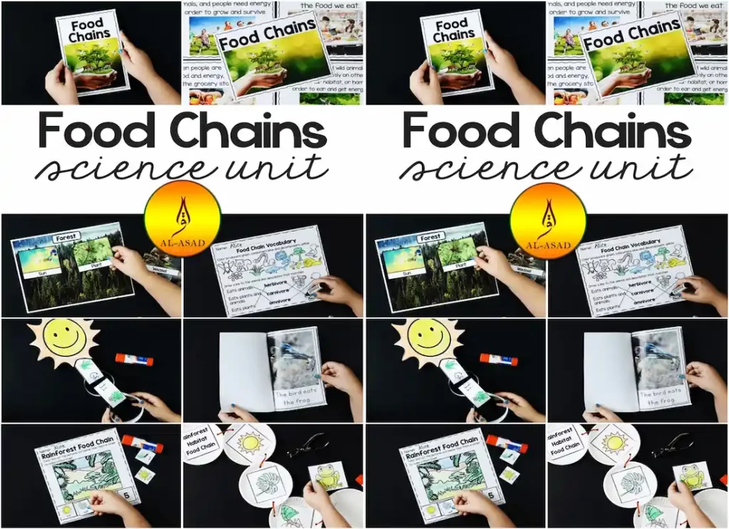 food chain in animals, animals in a food chain, top animal in the food chain, animal food chains, animals in a food chain, food chain, food chain animals, animals in a food chain, food chain , food chain animals ,animal food chain  