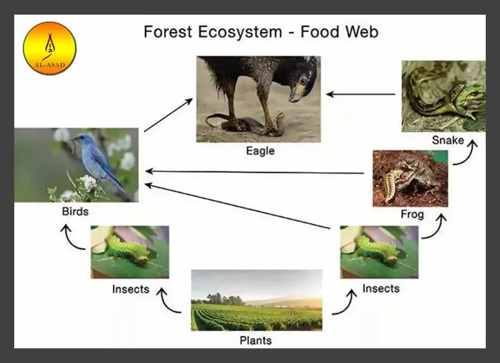 food chain in animals, animals in a food chain, top animal in the food chain, animal food chains, animals in a food chain, food chain, food chain animals, animals in a food chain, food chain , food chain animals ,animal food chain  