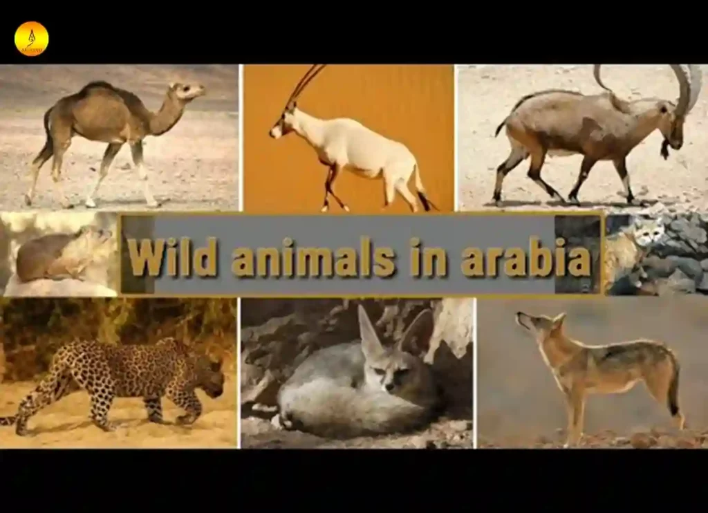 lions in saudi arabia ,national animal of saudi arabia ,saudi arabia national animal,national animal saudi arabia , animals middle east ,middle east animals,middle eastern animals ,saudi arabia desert plants ,10 facts about saudi arabia 