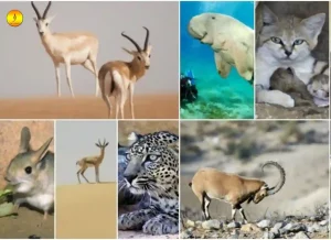 animals in saudi arabia,what animals are in saudi arabia,animals found in saudi arabia,dangerous animals in saudi arabia, animal shelters in saudi arabia,animals found in saudi arabia,saudi arabia animals,