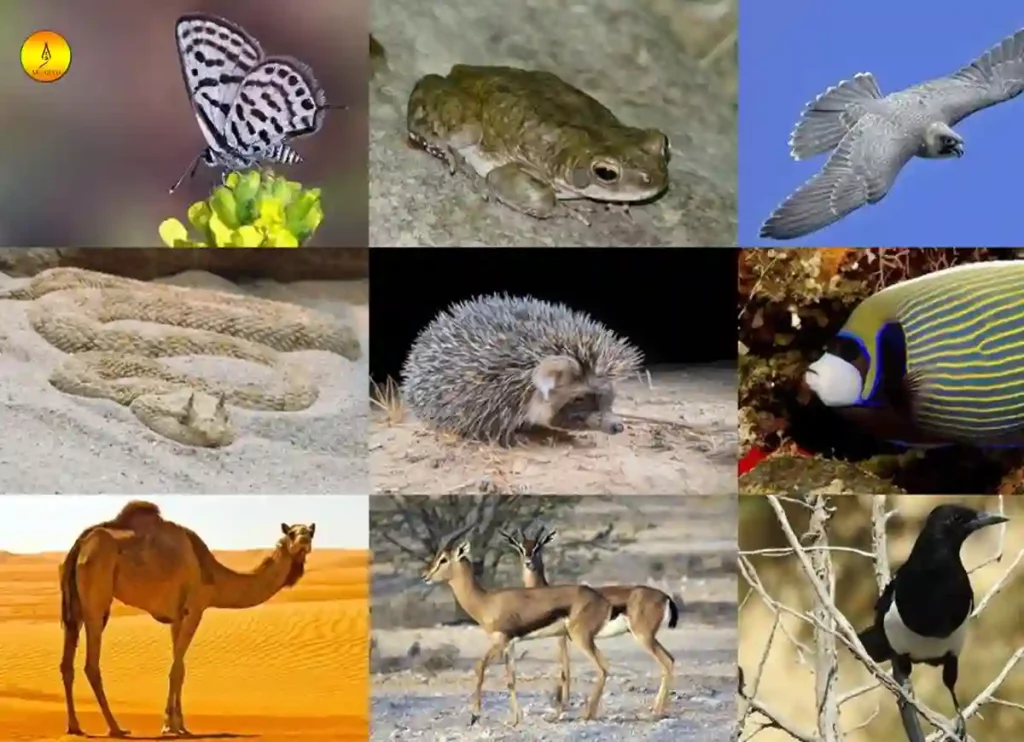 what animals are in saudi arabia,	 animals of arabia,animals native to saudi arabia,arabian desert animals,animals of arabian desert ,wildlife in the arabian desert  ,arabian animal 
