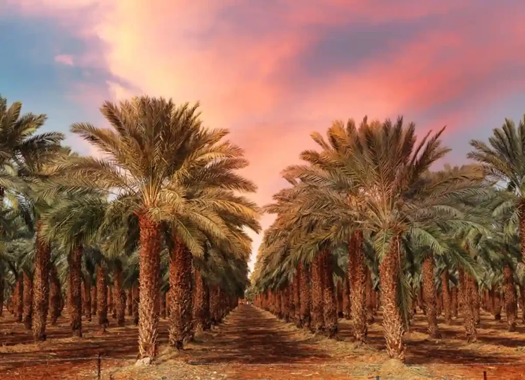 farming saudi arabia,saudi arabia farming,saudi arabia agriculture,agriculture in saudi arabia,arabian agriculture, saudi arabia farmland ,saudi farm ,saudi arabia arable land,alfalfa saudi arabia ,arizona aquifer saudi arabia 