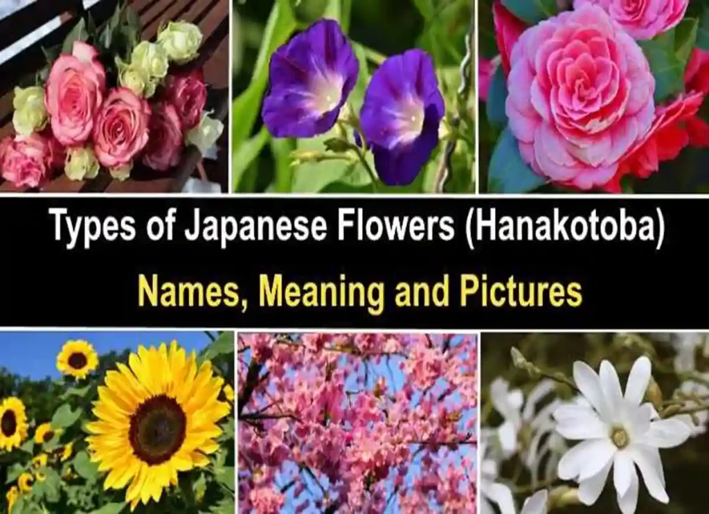 flower in japanese, flower names in japanese, flower arrangement in japanese, flower in japanese word, beautiful flower in japanese, what is flower in japanese, flower japanese, flowers in japanese, japanese for flower, japanese word flower