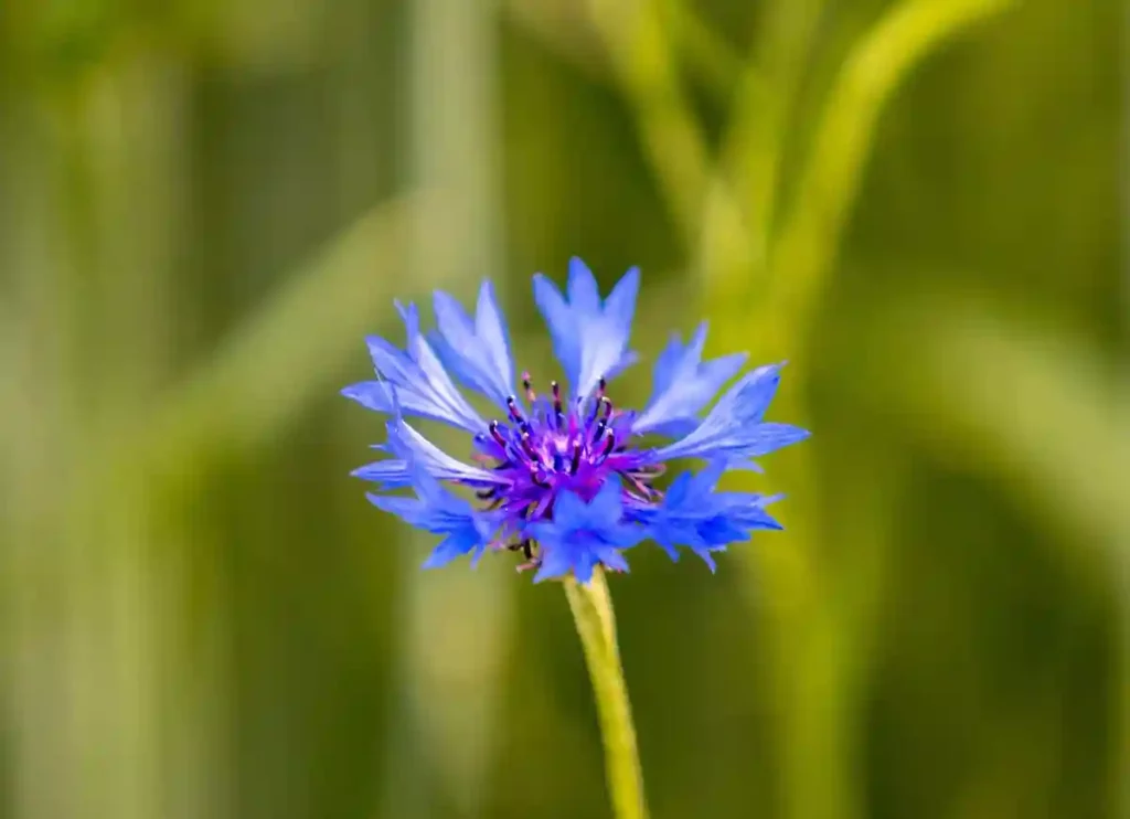 flower in german, german national flower, german flower names, german waterway flows through essen and Dortmund, what is the german national flower