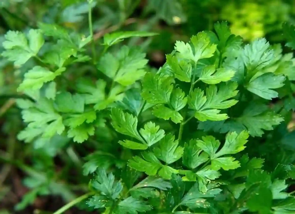 how much parsley is in a bunch,how much parsley in a bunch,how much is a bunch of parsley,how much is one bunch of parsley,what is a bunch of parsley,bunch of parsley