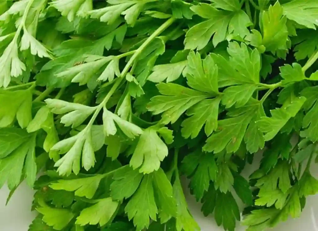 how much parsley is in a bunch,how much parsley in a bunch,how much is a bunch of parsley,how much is one bunch of parsley,what is a bunch of parsley,bunch of parsley