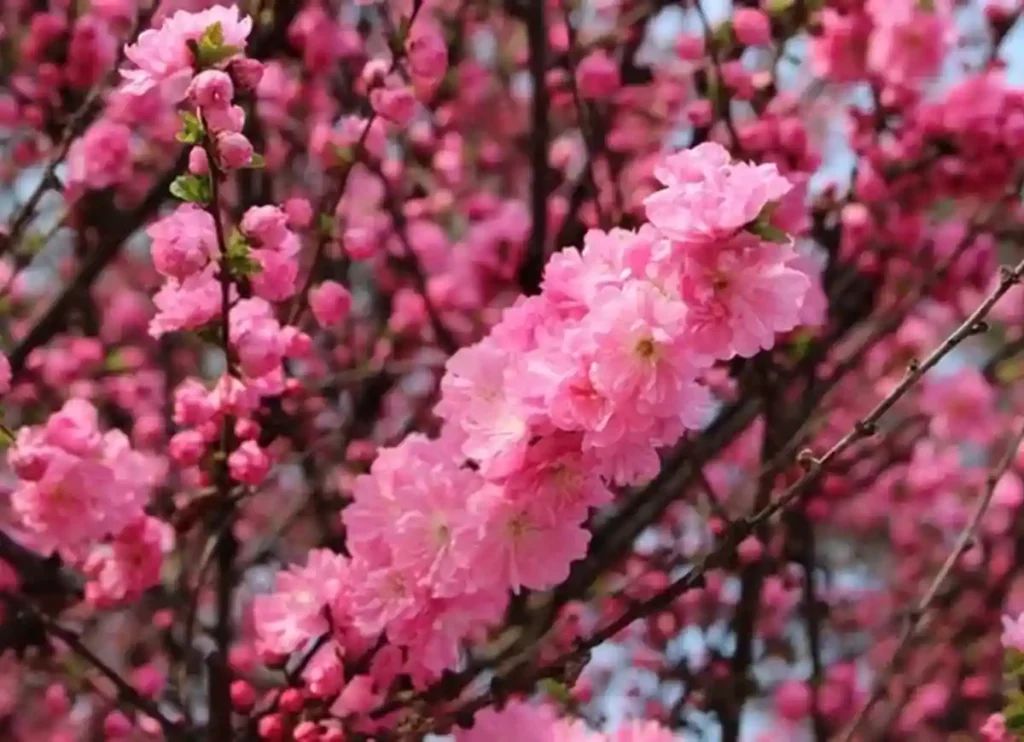 flowers in korean, korean flowers in bloom, korean flowers in bloom tumblr, jin ha korean flowers in bloom, flower in korean, korean word for flower, flowers in korea, flowers in south korea, how to say flower in korean