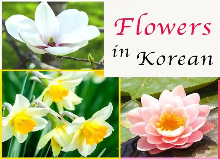 flowers in korean, korean flowers in bloom, korean flowers in bloom tumblr, jin ha korean flowers in bloom, flower in korean, korean word for flower, flowers in korea, flowers in south korea, how to say flower in korean